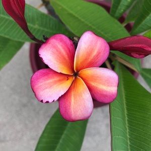 Meet your Posher, Janet